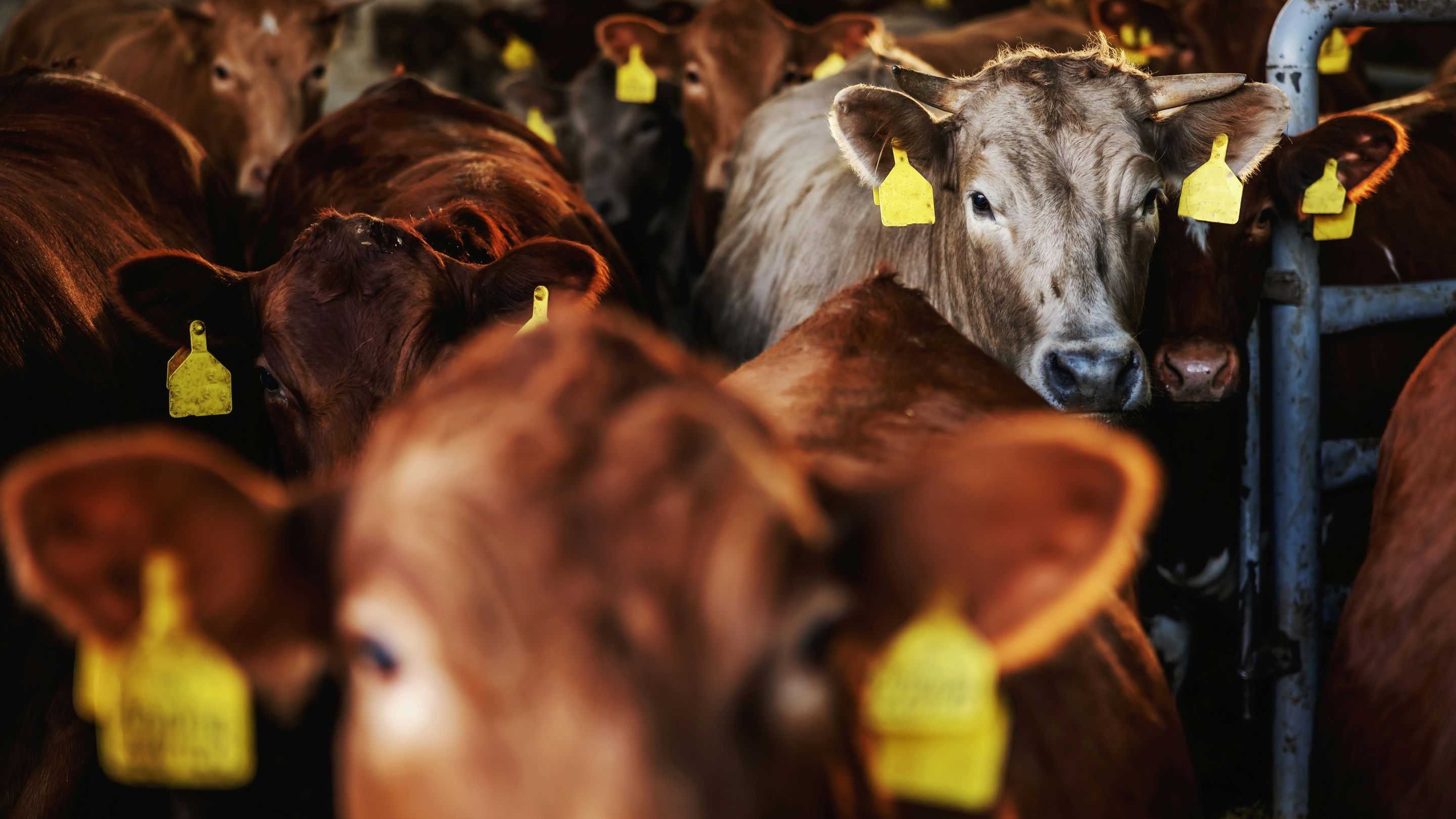 hammer-analysis-organic-excellence-in-the-regulated-danish-dairy-sector