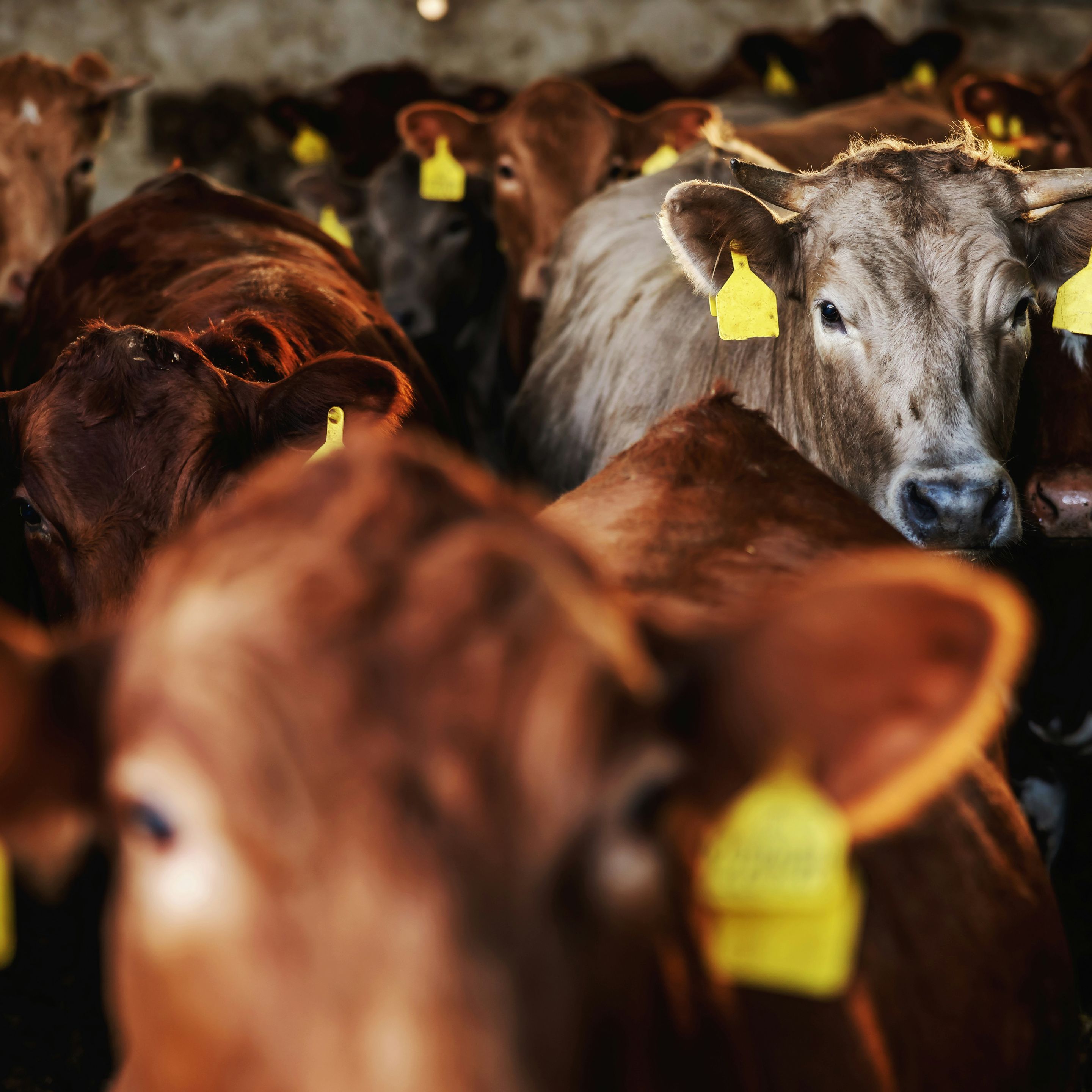 hammer-analysis-organic-excellence-in-the-regulated-danish-dairy-sector