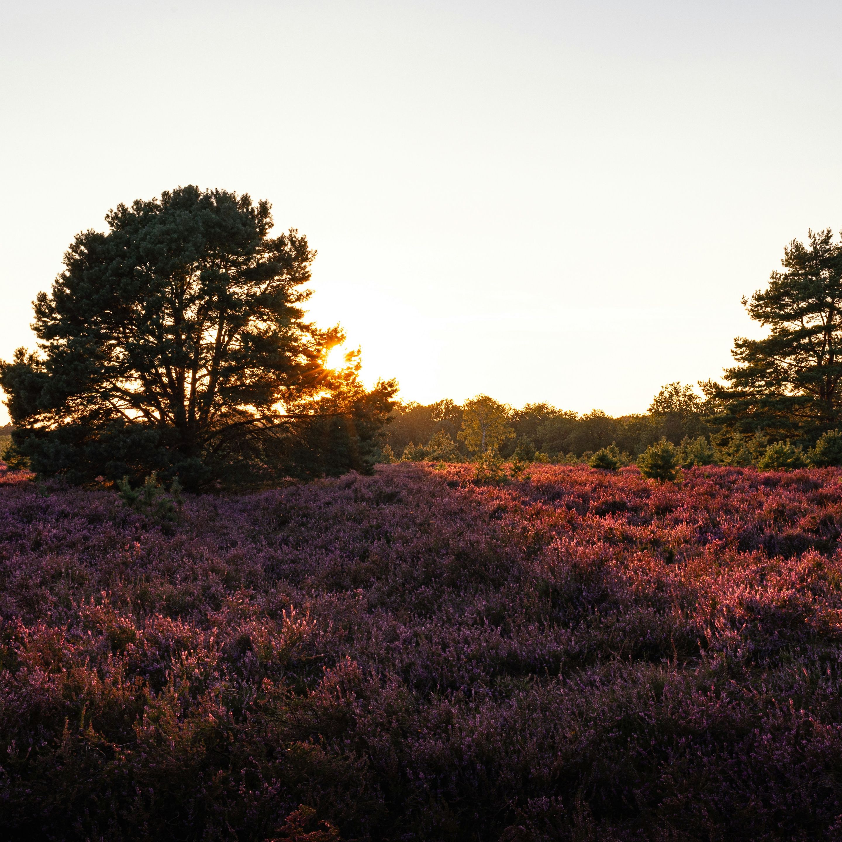 Veluwe